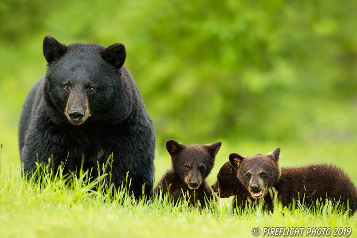wildlife;bear;bears;black bear;Ursus americanus;Cub;Cubs;Northern NH;NH