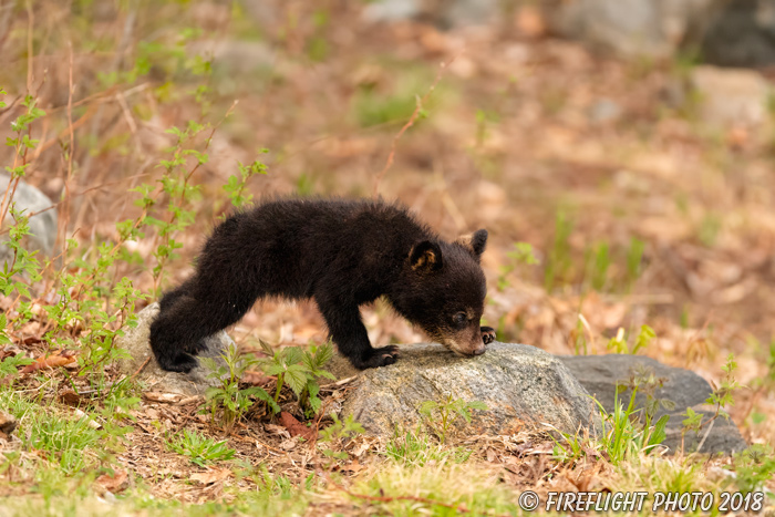 wildlife;bear;bears;black bear;Ursus americanus;Cub;Cubs;North NH;NH;D5