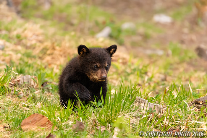 wildlife;bear;bears;black bear;Ursus americanus;Cub;Cubs;North NH;NH;D5