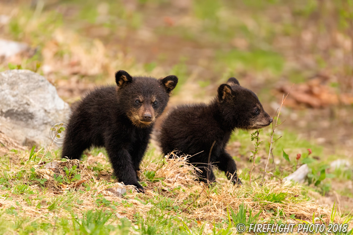 wildlife;bear;bears;black bear;Ursus americanus;Cub;Cubs;North NH;NH;D5