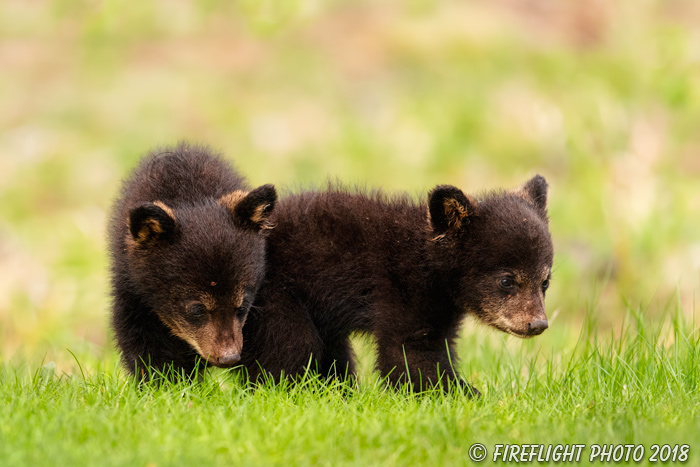 wildlife;bear;bears;black bear;Ursus americanus;Cub;Cubs;North NH;NH;D5