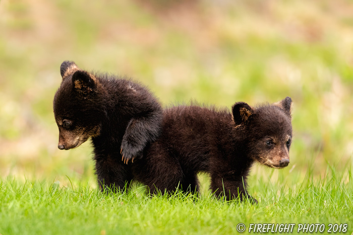 wildlife;bear;bears;black bear;Ursus americanus;Cub;Cubs;North NH;NH;D5