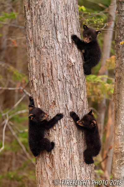 wildlife;bear;bears;black bear;Ursus americanus;Cub;Cubs;Tree;North NH;NH;D5