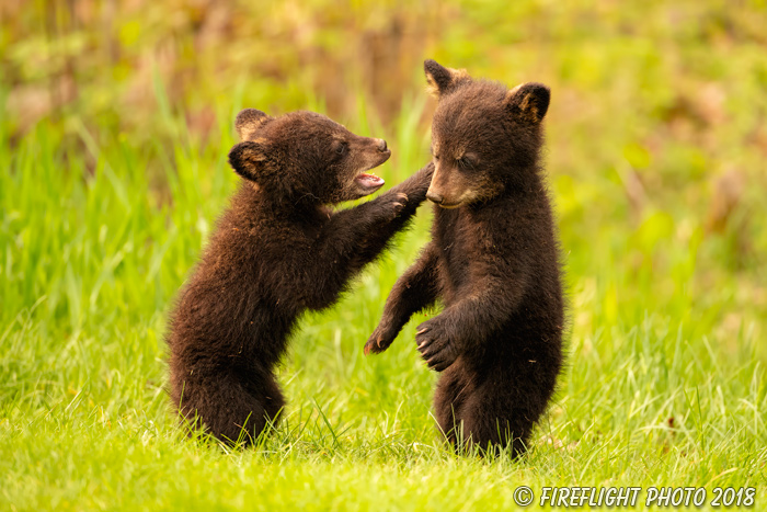 wildlife;bear;bears;black bear;Ursus americanus;Cub;Cubs;fight;North NH;NH;D850