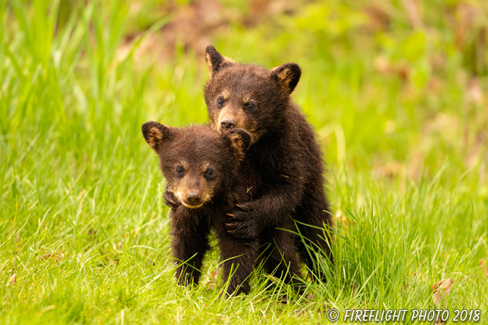 wildlife;bear;bears;black bear;Ursus americanus;Cub;Cubs;fight;North NH;NH;D850