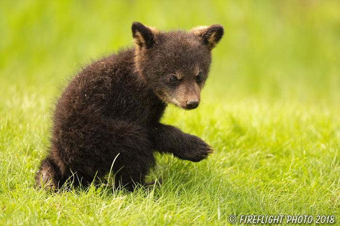 wildlife;bear;bears;black bear;Ursus americanus;Cub;Cubs;grass;North NH;NH;D850