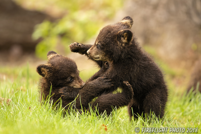 wildlife;bear;bears;black bear;Ursus americanus;Cub;Cubs;fight;North NH;NH;D5