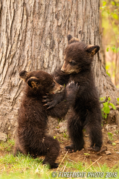 wildlife;bear;bears;black bear;Ursus americanus;Cub;Cubs;fight;North NH;NH;D5