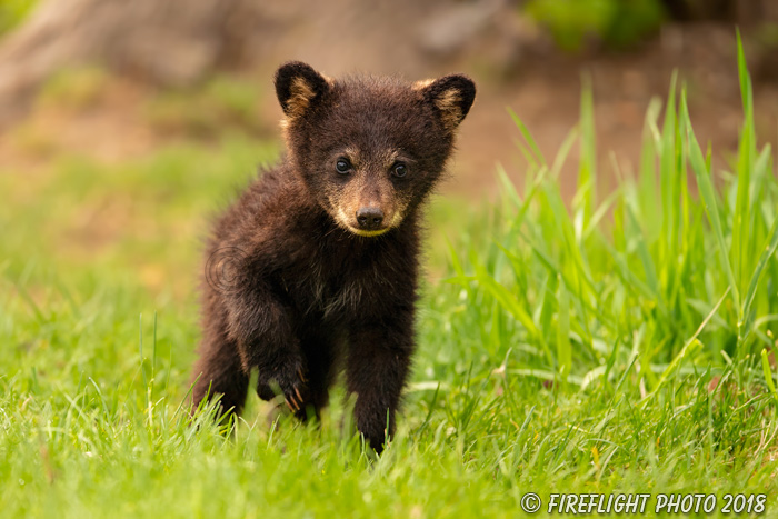 wildlife;bear;bears;black bear;Ursus americanus;Cub;Cubs;grass;North NH;NH;D5