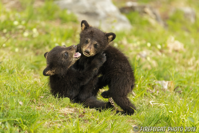 wildlife;bear;bears;black bear;Ursus americanus;Cub;Cubs;fight;North NH;NH;D5