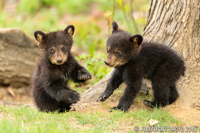wildlife;bear;bears;black bear;Ursus americanus;Cub;Cubs;play;North NH;NH;D5
