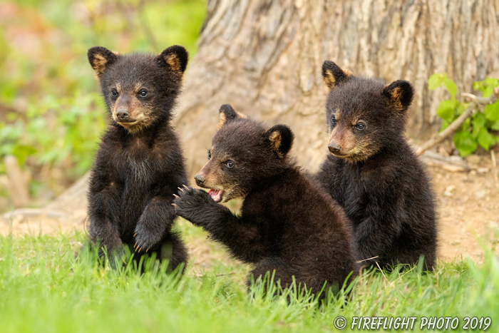 wildlife;bear;bears;black bear;Ursus americanus;Cub;Cubs;tree;North NH;NH;D5