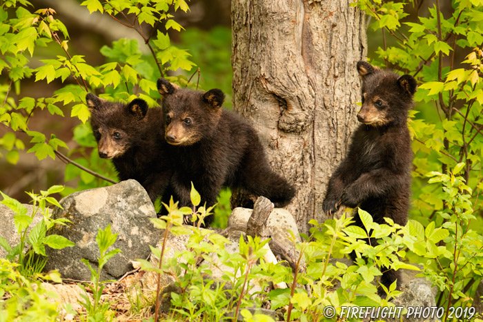 wildlife;bear;bears;black bear;Ursus americanus;Cub;Cubs;tree;North NH;NH;D5