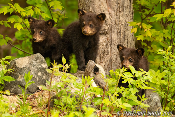 wildlife;bear;bears;black bear;Ursus americanus;Cub;Cubs;tree;North NH;NH;D5