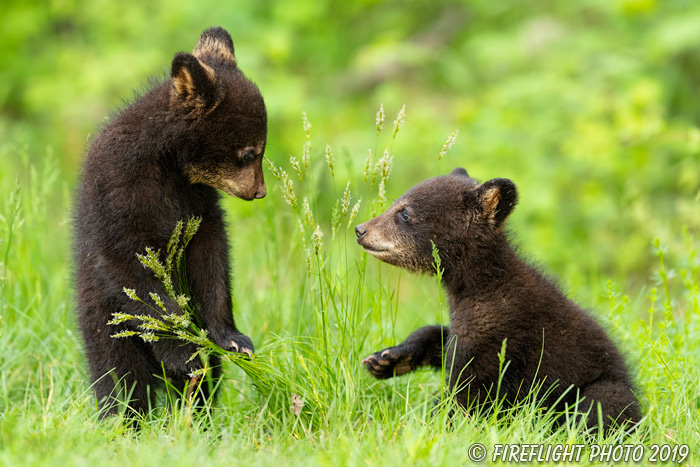 wildlife;bear;bears;black bear;Ursus americanus;Cub;Cubs;fight;North NH;NH;D5