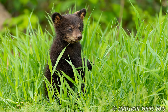 wildlife;bear;bears;black bear;Ursus americanus;Cub;Cubs;grass;North NH;NH;D5
