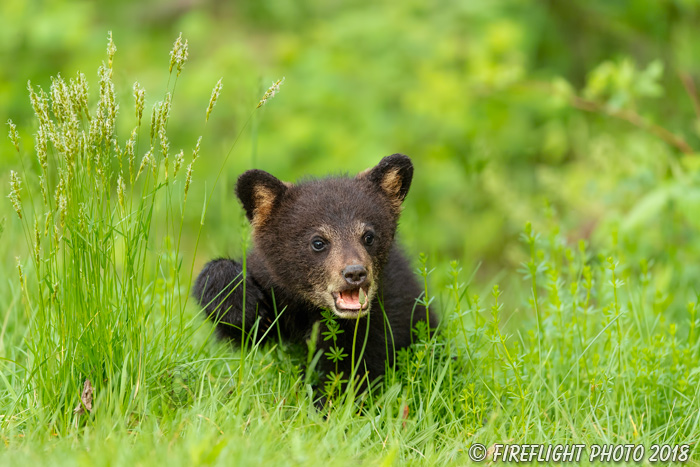 wildlife;bear;bears;black bear;Ursus americanus;Cub;Cubs;grass;North NH;NH;D5