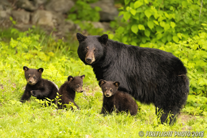 wildlife;bear;bears;black bear;Ursus americanus;Cub;Cubs;North NH;NH;D850