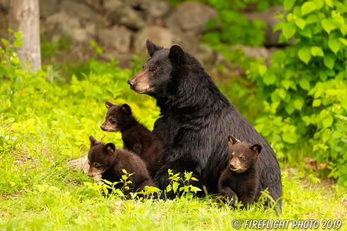 wildlife;bear;bears;black bear;Ursus americanus;Cub;Cubs;North NH;NH;D850