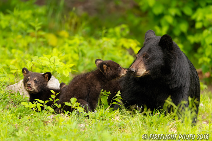 wildlife;bear;bears;black bear;Ursus americanus;Cub;Cubs;kiss;North NH;NH;D5