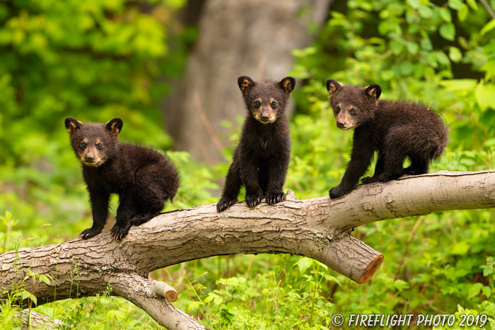 wildlife;bear;bears;black bear;Ursus americanus;Cub;Cubs;tree;North NH;NH;D5