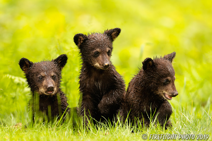 wildlife;bear;bears;black bear;Ursus americanus;Cub;Cubs;grass;wet;North NH;NH;D5
