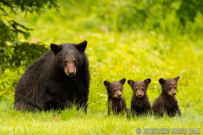 wildlife;bear;bears;black bear;Ursus americanus;Cub;Cubs;grass North NH;NH;D5