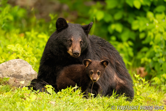 wildlife;bear;bears;black bear;Ursus americanus;Cub;Cubs;grass;North NH;NH;D5