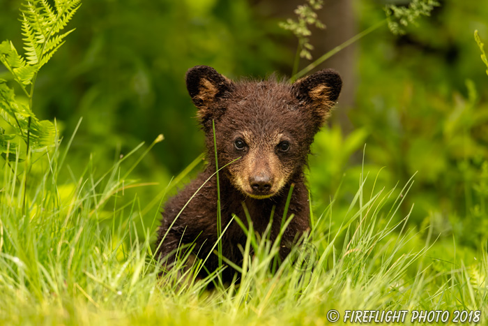 wildlife;bear;bears;black bear;Ursus americanus;Cub;Cubs;grass;North NH;NH;D5