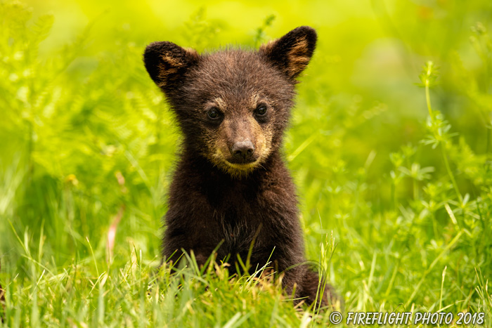 wildlife;bear;bears;black bear;Ursus americanus;Cub;Cubs;grass;North NH;NH;D5