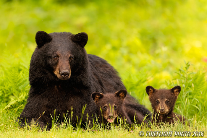 wildlife;bear;bears;black bear;Ursus americanus;Cub;Cubs;grass;North NH;NH;D5