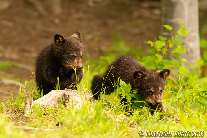 wildlife;bear;bears;black bear;Ursus americanus;Cub;Cubs;North NH;NH;D5