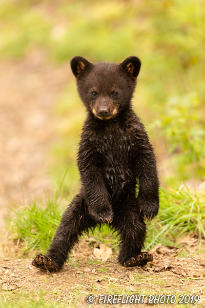 wildlife;bear;bears;black bear;Ursus americanus;Cub;Walk;North NH;NH;D5