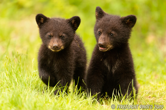 wildlife;bear;bears;black bear;Ursus americanus;Cub;cubs;Walk;North NH;NH;D5