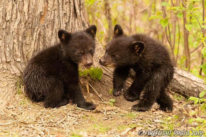 wildlife;bear;bears;black bear;Ursus americanus;Cub;cubs;play;North NH;NH;D5