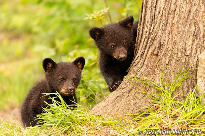 wildlife;bear;bears;black bear;Ursus americanus;Cub;cubs;tree;North NH;NH;D5