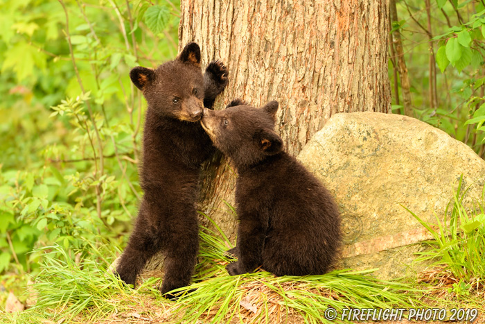 wildlife;bear;bears;black bear;Ursus americanus;Cub;cubs;kiss;North NH;NH;D5