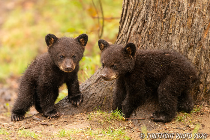 wildlife;bear;bears;black bear;Ursus americanus;Cub;cubs;play;North NH;NH;D5