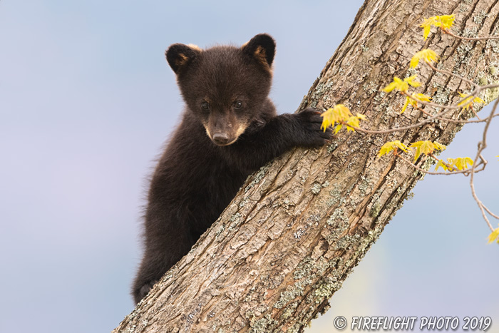 wildlife;bear;bears;black bear;Ursus americanus;Cub;tree;North NH;NH;D5