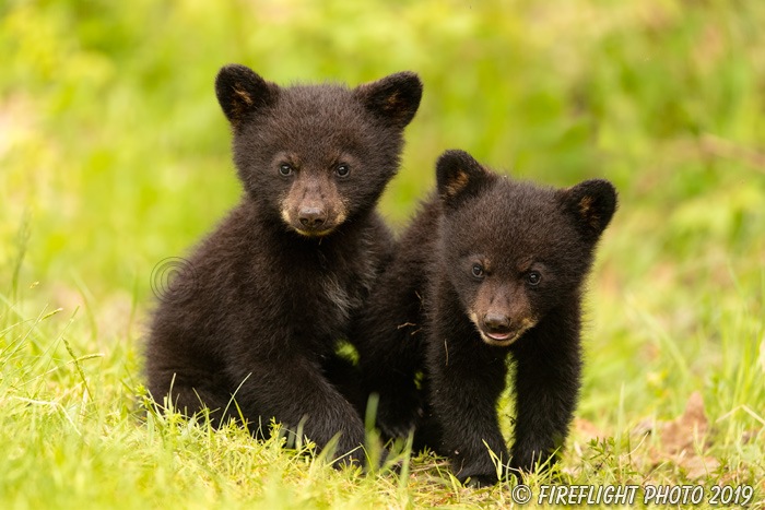 wildlife;bear;bears;black bear;Ursus americanus;Cub;cubs;play;North NH;NH;D5