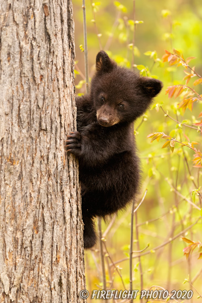 wildlife;bear;bears;black bear;Ursus americanus;tree;North NH;NH;Cub;climbing;D5