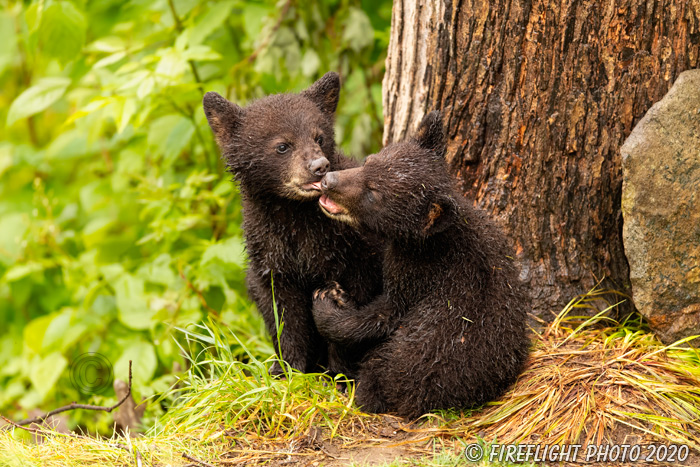wildlife;bear;bears;black bear;Ursus americanus;Cub;cubs;kiss;North NH;NH;D5