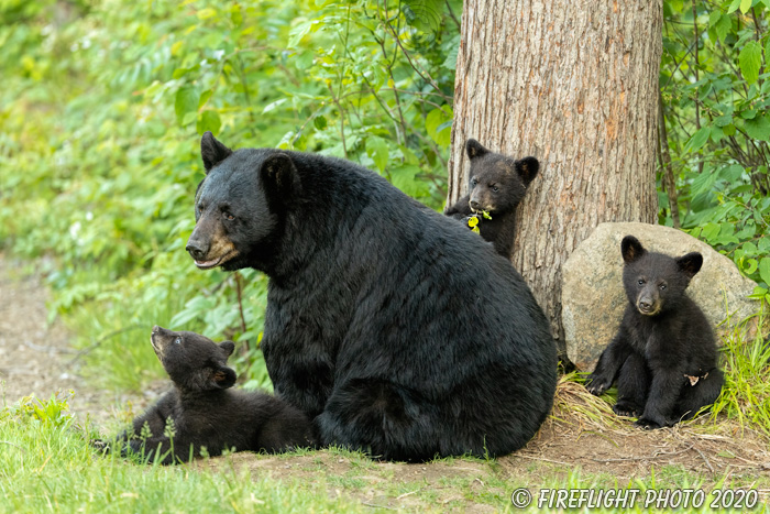 wildlife;bear;bears;black bear;Ursus americanus;Cub;Cubs;North NH;NH;D5