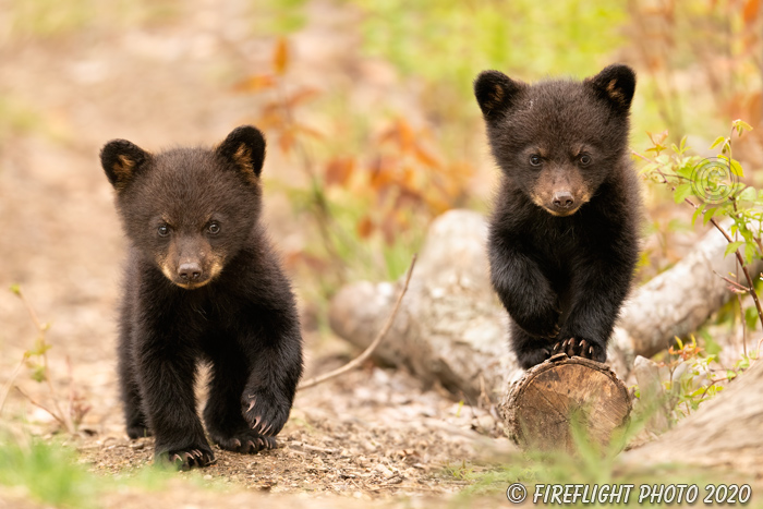 wildlife;bear;bears;black bear;Ursus americanus;Cub;cubs;play;North NH;NH;D5