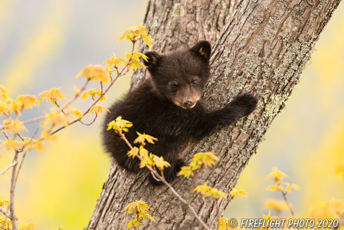 wildlife;bear;bears;black bear;Ursus americanus;Cub;tree;North NH;NH;D5