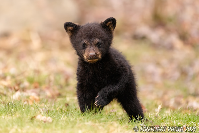 wildlife;bear;bears;black bear;Ursus americanus;Cub;Walk;tiny;North NH;NH;D5