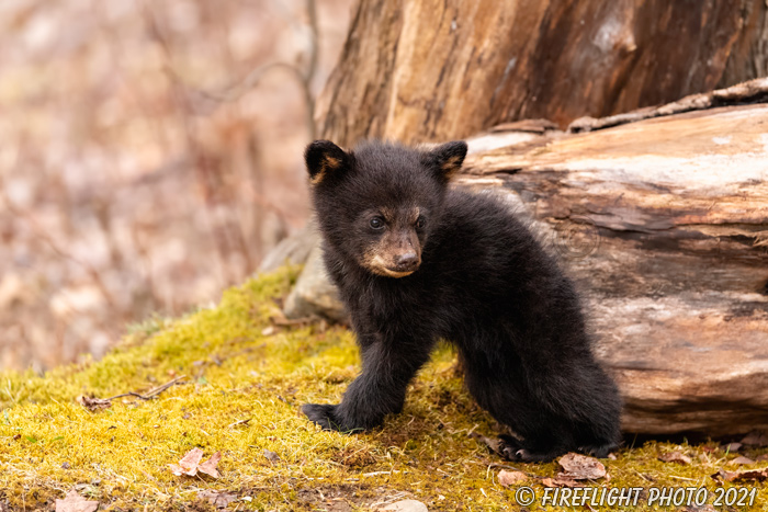 wildlife;bear;bears;black bear;Ursus americanus;Cub;Walk;tiny;moss;North NH;NH;D5