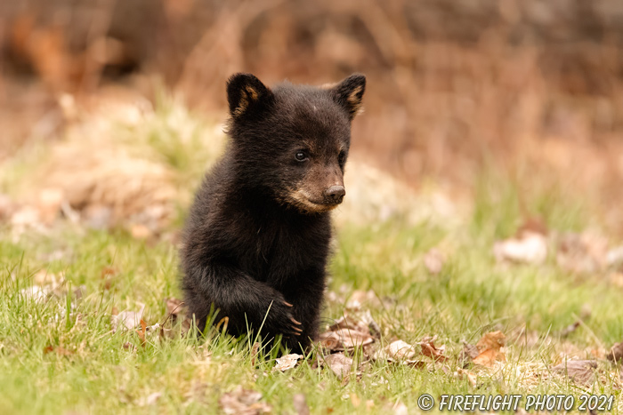 wildlife;bear;bears;black bear;Ursus americanus;Cub;Walk;tiny;grass;North NH;NH;D5