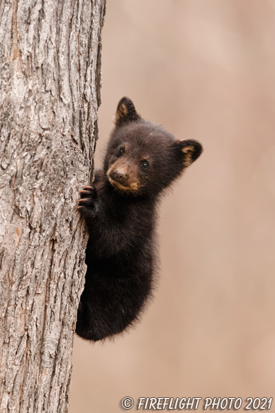wildlife;bear;bears;black bear;Ursus americanus;Cub;climb;tree;tiny;North NH;NH;D5