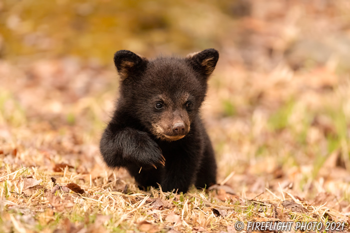 wildlife;bear;bears;black bear;Ursus americanus;Cub;Walk;tiny;North NH;NH;D5